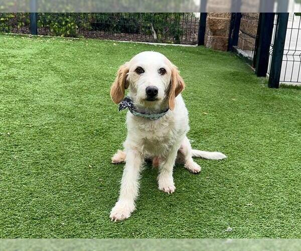 Medium Photo #1 Beagle-Parson Russell Terrier Mix Puppy For Sale in Orange, CA, USA