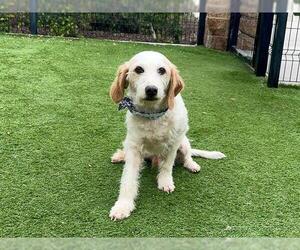 Beagle-Parson Russell Terrier Mix Dogs for adoption in Orange, CA, USA