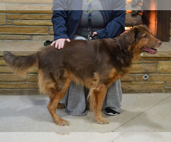 Medium Photo #3 Golden Retriever-Unknown Mix Puppy For Sale in Enfield, CT, USA