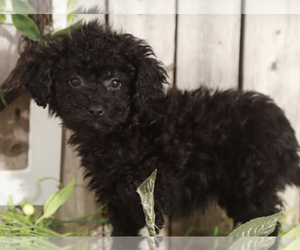 Medium Poodle (Miniature)