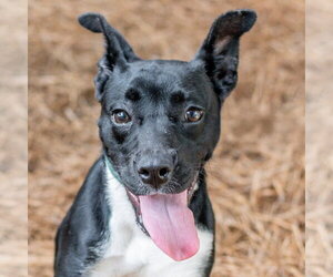 Mutt Dogs for adoption in Hilton Head, SC, USA