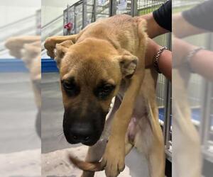 Mutt Dogs for adoption in Bakersfield, CA, USA