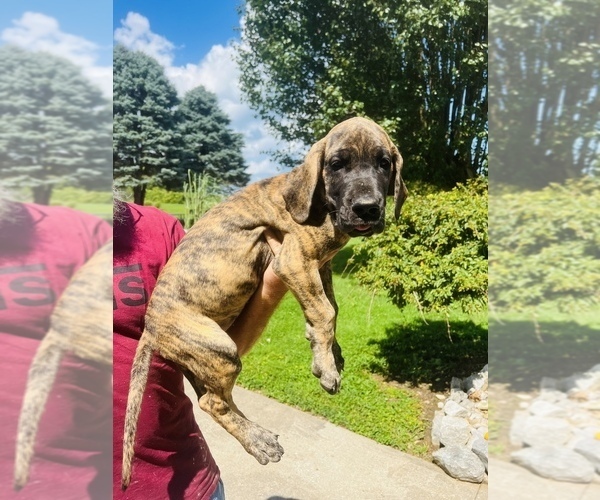Medium Photo #5 Great Dane Puppy For Sale in DRY RIDGE, KY, USA