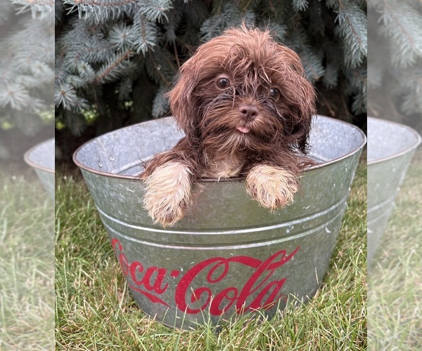 Medium Photo #5 Shih Tzu Puppy For Sale in MIDDLEBURY, IN, USA