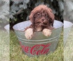 Small #4 Shih Tzu