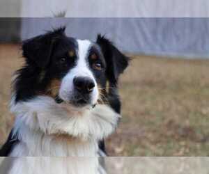 Mother of the Miniature Australian Shepherd puppies born on 04/07/2025