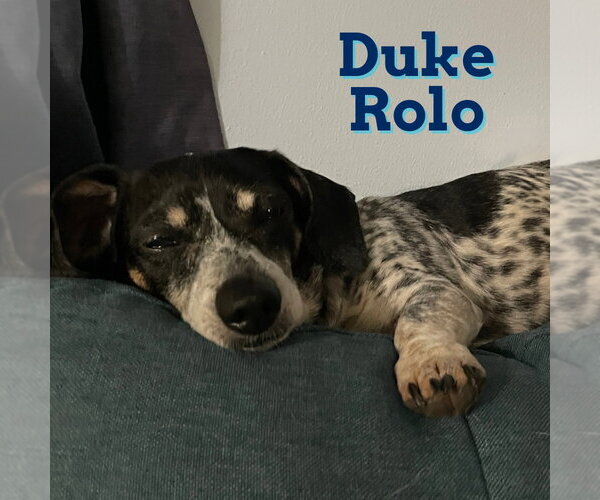 Medium Photo #15 Dachshund Puppy For Sale in San Antonio, TX, USA