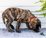 Small #5 Mastiff