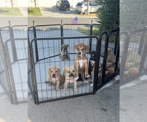 American Bulldog-Labrador Retriever Mix Puppy for sale in LA MIRADA, CA, USA