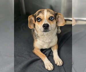 Cheagle Dogs for adoption in Lakewood, CO, USA