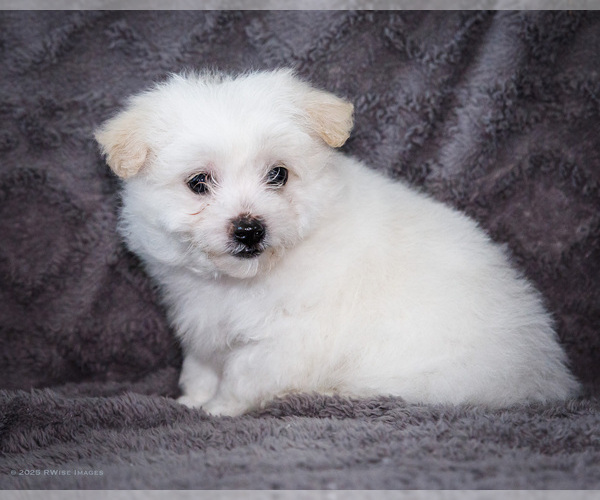 Medium Photo #17 Bichon Frise Puppy For Sale in WAKARUSA, IN, USA
