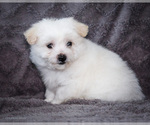 Small #6 Bichon Frise