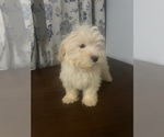 Small #77 Havanese