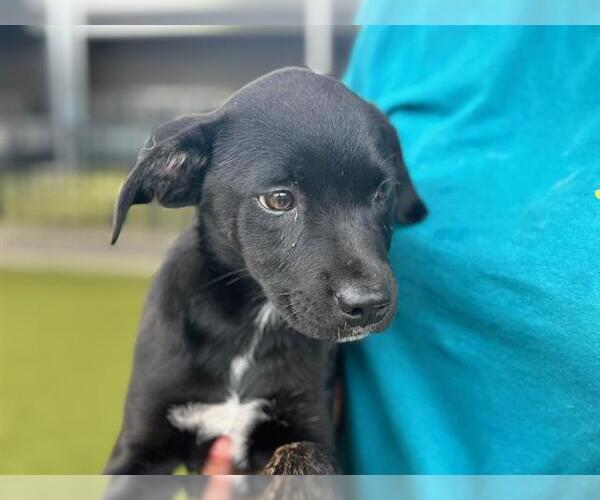 Medium Photo #1 American Staffordshire Terrier-Unknown Mix Puppy For Sale in Waco, TX, USA