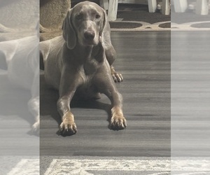 Mother of the Weimaraner puppies born on 05/13/2026