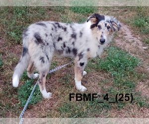 Collie Puppy for Sale in BELLE FOURCHE, South Dakota USA
