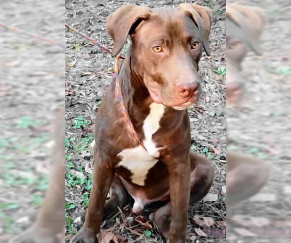 Medium Photo #2 Chocolate Labrador retriever-Unknown Mix Puppy For Sale in Frankston, TX, USA