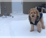 Small Photo #10 Goldendoodle Puppy For Sale in BEMIDJI, MN, USA