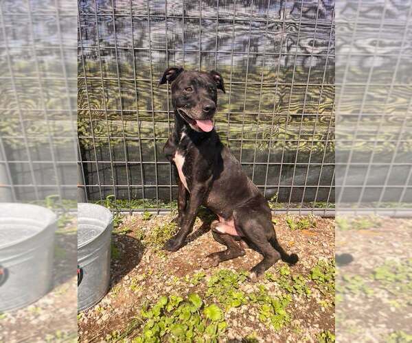 Medium Photo #2 Mutt Puppy For Sale in Abbeville, LA, USA