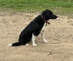 Small Photo #1 Bordernese Puppy For Sale in CHETEK, WI, USA