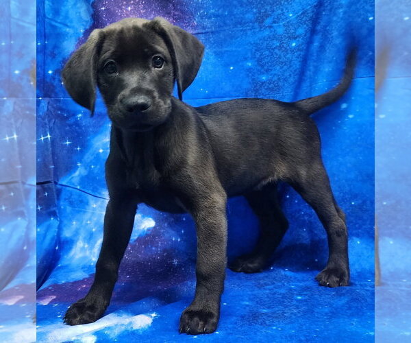 Medium Photo #1 Labrador Retriever-Unknown Mix Puppy For Sale in Wetumpka, AL, USA