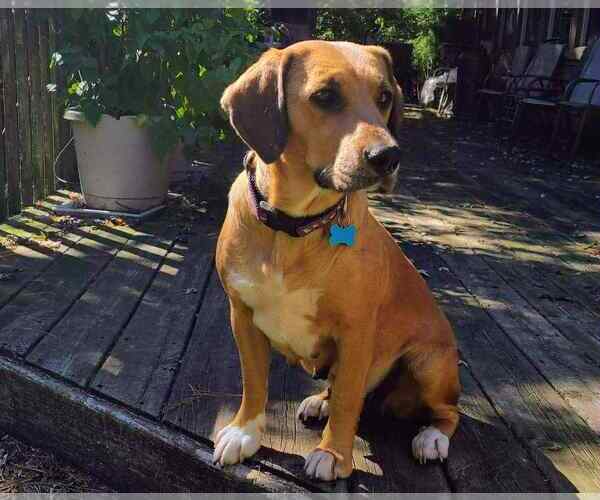 Medium Photo #3 Mutt Puppy For Sale in Plainfield, IL, USA