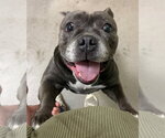 Small #17 Bulldog Mix