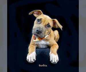 Boxer-Unknown Mix Dogs for adoption in Hot Springs Village, AR, USA