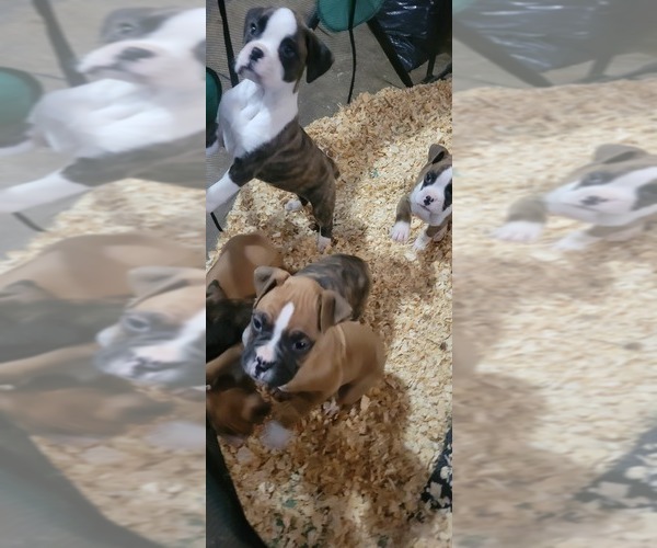 Medium Photo #3 Boxer Puppy For Sale in STAFFORD SPRINGS, CT, USA