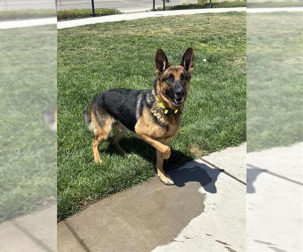 Medium Photo #4 German Shepherd Dog-Unknown Mix Puppy For Sale in Elk Grove, CA, USA