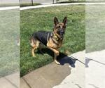 Small #3 German Shepherd Dog Mix