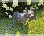 Small #6 American Staffordshire Terrier-Staffordshire Bull Terrier Mix