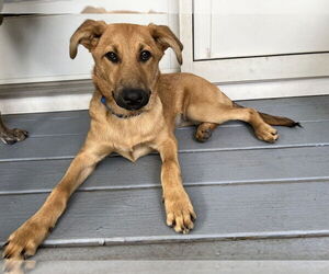 Labrador Retriever-Unknown Mix Dogs for adoption in Brewster, NY, USA