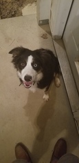 Border Collie Puppy for sale in WILSON, NC, USA