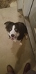 Small Photo #1 Border Collie Puppy For Sale in WILSON, NC, USA