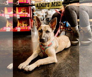 Mutt Dogs for adoption in St. Louis Park, MN, USA