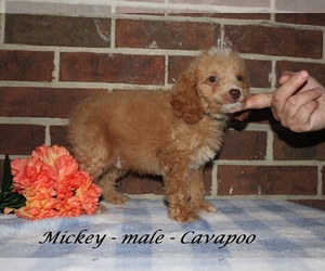 Cavapoo (Miniature) Puppy for sale in CLARKRANGE, TN, USA