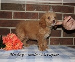 Image preview for Ad Listing. Nickname: Mickey