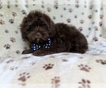 Small #5 ShihPoo