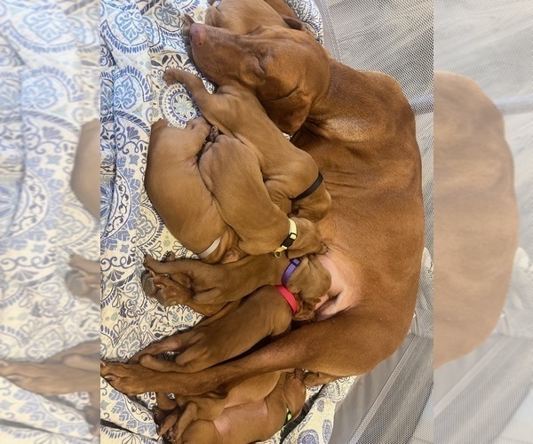 Medium Photo #9 Vizsla Puppy For Sale in BOISE, ID, USA