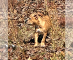 Small #11 Boxer-Staffordshire Bull Terrier Mix