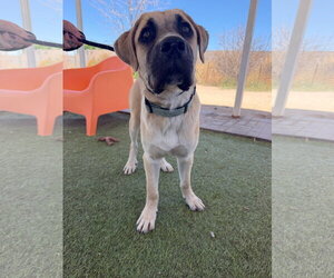 Mastiff Dogs for adoption in Goodyear, AZ, USA