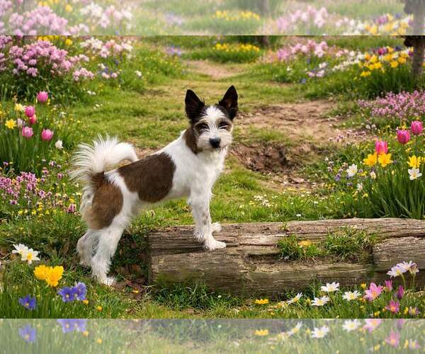 Medium Photo #4 Mutt Puppy For Sale in Yardley, PA, USA