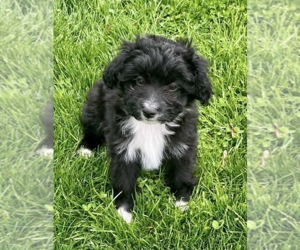 Medium Photo #1 Aussiedoodle Miniature  Puppy For Sale in NEW CASTLE, IN, USA