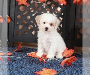 Bichpoo Puppy for sale in MOUNT VERNON, OH, USA