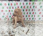 Small Photo #31 Phu Quoc (Vietnam Island) Ridgeback Puppy For Sale in HELOTES, TX, USA