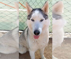 Lobo - - Male Siberian Husky Dog for Adoption - Photo #2