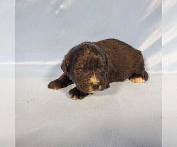 Medium Photo #3 Golden Mountain Dog Puppy For Sale in BLACK FOREST, CO, USA