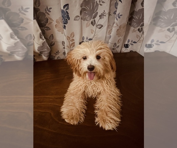 Medium Photo #9 Cavapoo Puppy For Sale in DURHAM, CT, USA