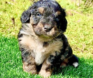 Medium Miniature Bernedoodle